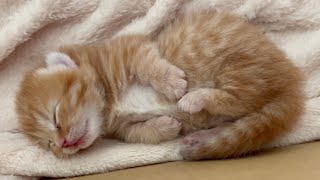 お昼寝中の赤ちゃん子猫とパパ猫がかわいい💕... 赤ちゃん子猫の成長記録 Tiny Baby Kitten