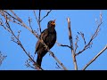 One Hour Relaxing Birdsong: Blackbird