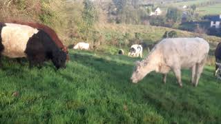 winter grazing cattle and hedgerows management  outwintering cattle the regenerative farming way