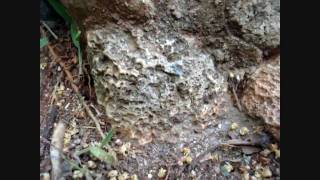 A Special Glimpse at the Wild Ants of Cuba [HD]