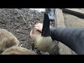 Stroking wild Canada geese.