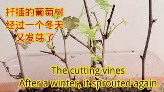 扦插的葡萄树经过一个冬天又发芽了The cutting vines. After a winter, it sprouted again #vines #vine