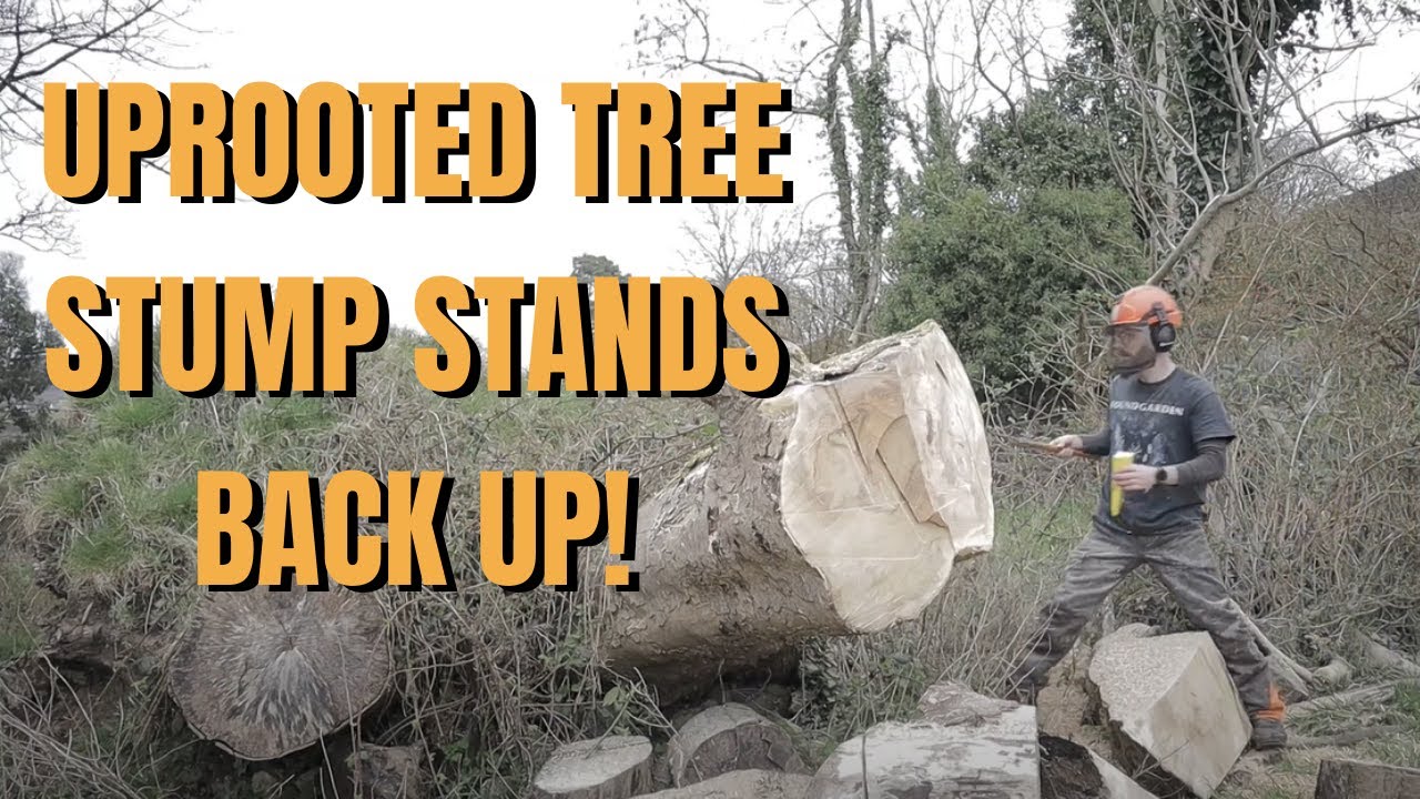 Uprooted Tree Stump Stands Back Up Youtube