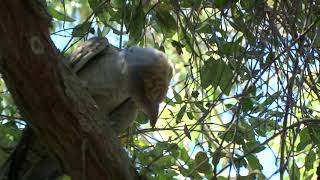 Hawk-like bird in Epping, Sydney, Australia: Channel-billed Cuckoo