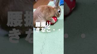 最近腰振るようになった笑#shorts#うさぎ#マウンティング#腰振り#rabbit