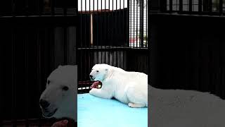 2023/06/03 おびひろ動物園　ホッキョクグマ　アイラ