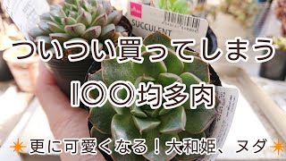 ついつい買ってしまう100均多肉