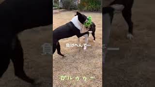 ボストンテリア、モコとユキのボール遊び #bostonterrier  #ボストンテリア