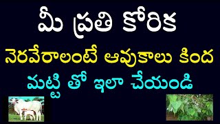 మీ ప్రతి కోరిక నెరవేరాలంటే ఆవు కాలు కింద మట్టి తో ఇలా చేయండి