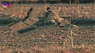 コミミズク飛び物　20210102 PBF