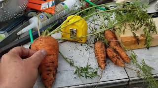 Hunting season in the Highlands, generator shed coming along. Giant carrot.