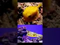 yellow boxfish shorts