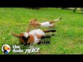 Wobbly Baby Goats Learn To Run And Can’t Stop Jumping Around | The Dodo Little But Fierce