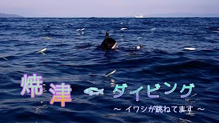 焼津石津浜ダイビング　イワシ跳ぶ  2022.10.30