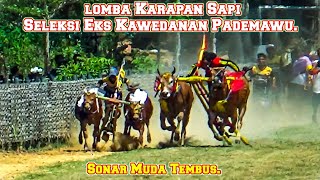 Full Lomba Karapan Sapi Seleksi Eks Kawedanan Pademawu Pamekasan, Tim Sonar Muda Tembus..