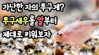 트리옵스 300마리 집단 폐사 후 터득한 사육방법 대 공개! 알 부화부터 14일간의 우여곡절많은 투구새우 성장일기