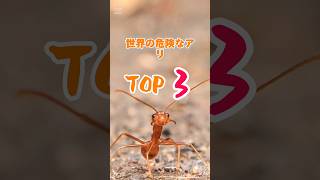 「世界の危険な蟻ランキングTOP3」#ショート動画 #生態 #雑学