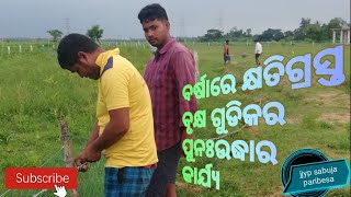 ବର୍ଷା ରେ କ୍ଷତିଗ୍ରସ୍ତ ହୋଇଥିବା ବୃକ୍ଷ ଗୁଡିକର ପୁନଃଉଦ୍ଧାର କାର୍ଯ୍ୟ#jjyp#Replantation