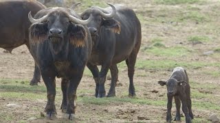 Newborn Cape Buffalo Mingles with Herd