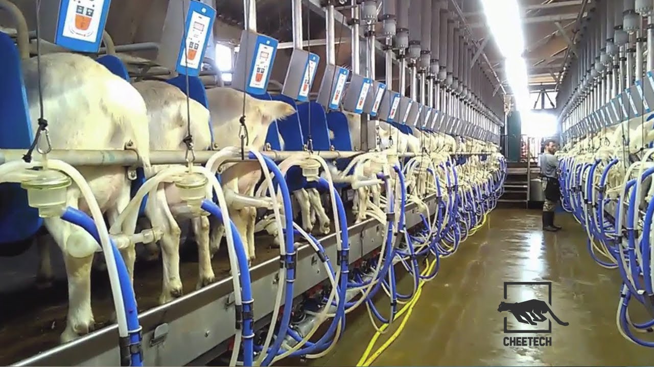 Milking Machine In Action 🐄 INCREDIBLE Cow & Goat Automatic Milking ...