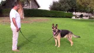 Sirius K9 Academy Basic Obedience Test Demonstration - Sit in front