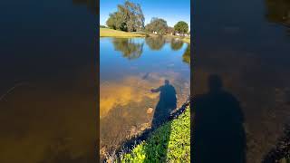 giant snakehead #urbanfloridafishing #fishingvideos #southfloridafishing #snakeheadfishing