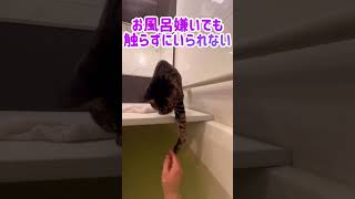 猫にモテたい入浴剤を試してみた　#猫 #cat #癒し