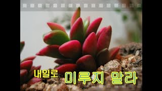 설교예화) 내일로 미루지 말라