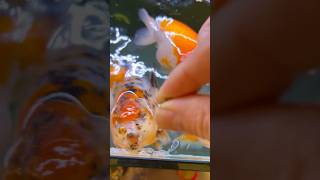 【江戸錦の餌やり)#金魚#江戸錦#らんちゅう#goldfish#goldfish_ranchu#アクアリウム#水槽 #癒し