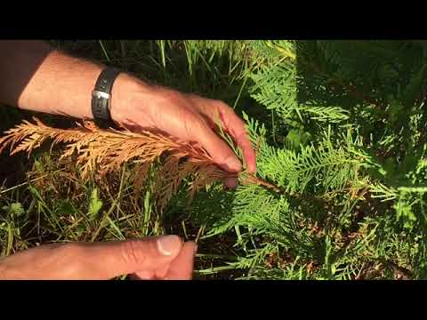 Why are my cypress leaves turning brown?