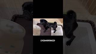 ごはんを食べ終えてもテンションが落ち着かないきなこ　#shortvideo #shorts #pug #多頭飼い #puppy #dog