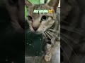 Kucing sedih minta makan#ytshorts #catlover #cat#cataholic #catvideos