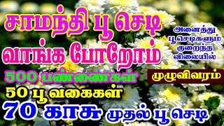 அனைத்து பூச்செடிகளும் குறைந்த விலையில் கிடைக்கும் | 70 காசு முதல் பூச்செடி | 50 வகை பூச்செடி