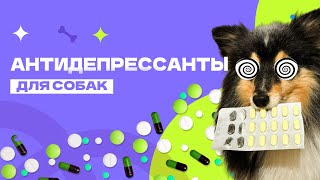 Антидепрессанты для собак. Для чего? Мода на антидепрессанты?