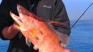 How to Catch Hogfish | Anna Maria Island Bradenton Florida