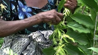 Comoros' ylang ylang - the flower that revolutionised perfume