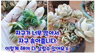 자구가 너무 많이 나와서 오히려 걱정이에요~ 자구 솎아내기~ 이렇게 해야 자구도 다육이도 건강하게 살릴 수 있어요