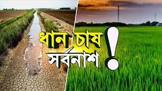 Weather Update: গত বছর অতিবৃষ্টি, এবার অনাবৃষ্টি, ফের ক্ষতিগ্রস্ত আমন চাষ