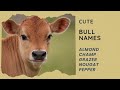 45 best bull names 🐂 strong famous disney mythical cute funny