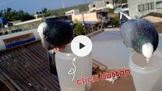 Pigeons Puja doing today || like and subscribe || [ PIGEONS KANNADA P2 {1K VIEWS?} 🥳🙏🏻 23 March 2023