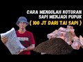 Cara Mengolah Kotoran Sapi Menjadi Pupuk