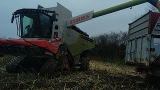 enfin le battage de maïs on a réussi à le sortir Des champs