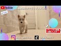 【柴犬換毛期】はじめてのセルフシャンプーに行ってきた！