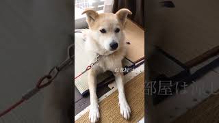 そんなに見つめないでゆずちゃん瞳を閉じる　　　柴犬ミックス犬　＃柴犬　＃雑種犬