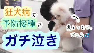 【ポメラニアン 鳴き声】子犬の獅子丸が、狂犬病の注射がいたすぎガン泣き｜ふわもこな犬猫兄弟