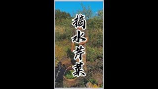 河里不仅可以抓鱼摸虾，还可以摘野菜#农村生活 #记录生活 #体验原生态美食的乐趣 #乡村新农人 #老手艺#乡村生活#丹东凤城#满族文化