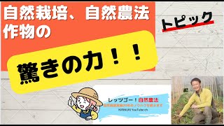 自然栽培、自然農法作物の驚きの力！　レッツゴー自然農法　”自然栽培実施20年のノウハウを教えます”（切り抜き）