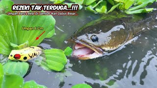 REJEKI TAK TERDUGA!!!Saat Mancing Ikan Gabus Umpan Baru Jatuh Langsung Di Sambar |Casting Ikan gabus