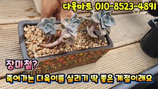 [다육마트 010-8523-4891] 장마철 다육이를 보낼까 걱정이시죠? 지금이 다육이를 살리기 너무 좋은 계절이래요~^^ Succulentplant 多肉植物