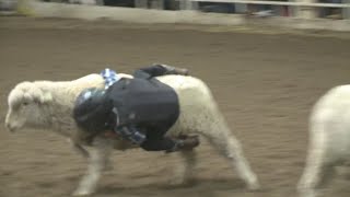 Mutton busting takes place at National Western Stock Show